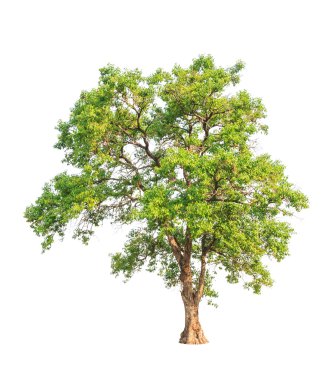 Tembusu (Fagraea fragrans), commonly known as Buabua, Urung, Tem
