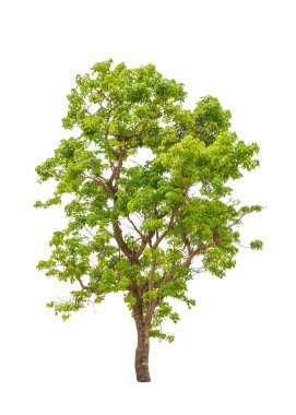 Kuzeydoğu Tayland beyaz bac izole tropikal ağaç