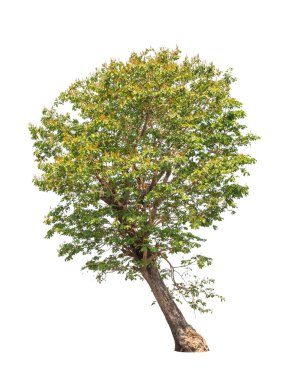 Sindora siamensis, tropik ağaç kuzeydoğu Tayland olduğunu