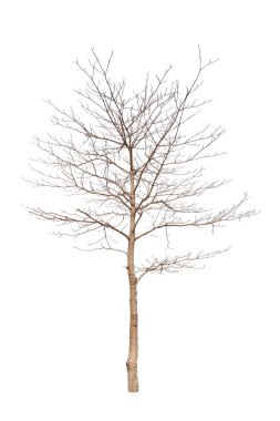 eski ve ölü ağaç beyaz zemin üzerine izole