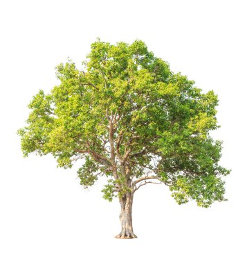 Tembusu (Fagraea fragrans), commonly known as Buabua, Urung, Tem