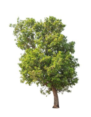 Tembusu (Fagraea fragrans), commonly known as Buabua, Urung, Tem