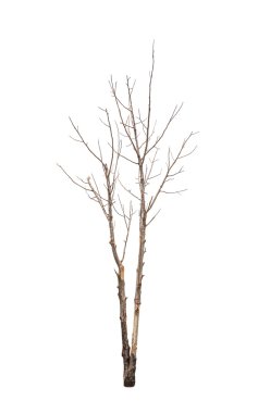 eski ve ölü ağaç beyaz zemin üzerine izole