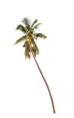 Beyaz arkaplanda izole edilmiş hindistan cevizi palmiyesi