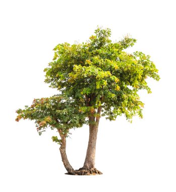 Sindora siamensis, tropical trees in the northeast of Thailand i