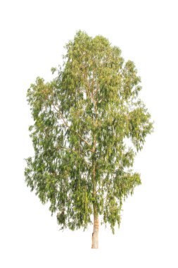 Eucalyptus tree, tropical tree in the northeast of Thailand isol