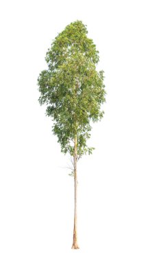 Eucalyptus tree, tropical tree in the northeast of Thailand isol