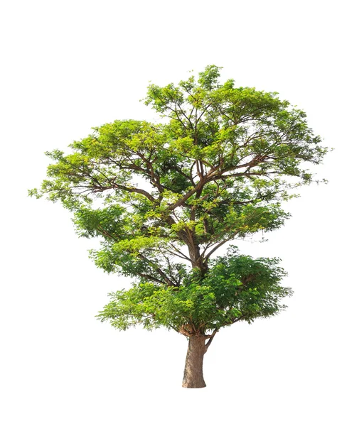 Rain tree (Albizia saman), tropical tree in the northeast of Tha — Zdjęcie stockowe