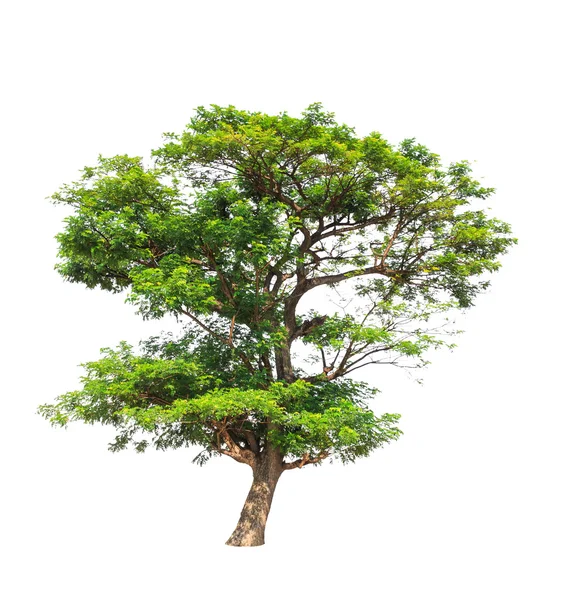 Rain tree (Albizia saman), tropical tree in the northeast of Tha — стокове фото