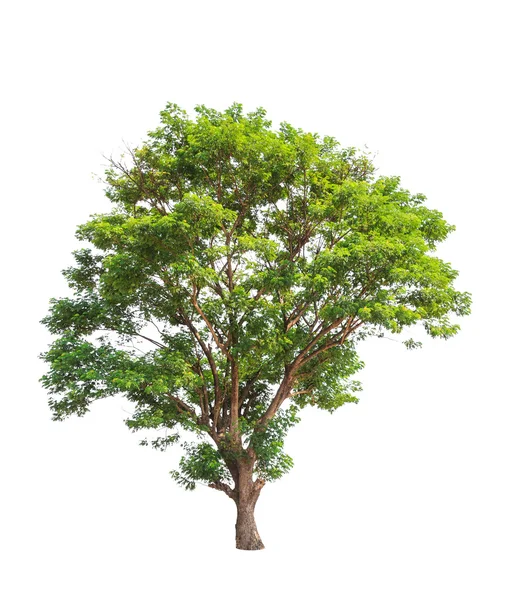 Rain tree (Albizia saman), tropical tree in the northeast of Tha — Stock fotografie
