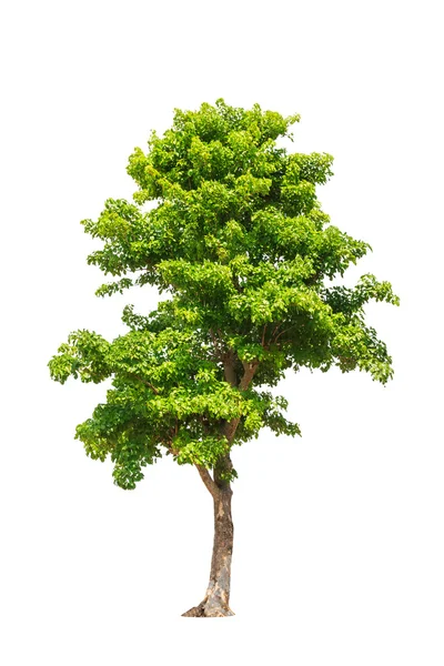 Pterocarpus indicus conocido por varios nombres comunes, incluyendo Amb — Foto de Stock