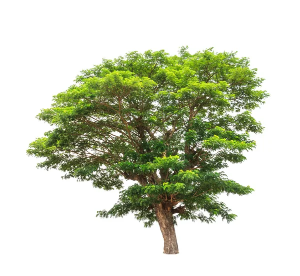 Árvore de chuva (Albizia saman), árvore tropical no nordeste de Tha — Fotografia de Stock