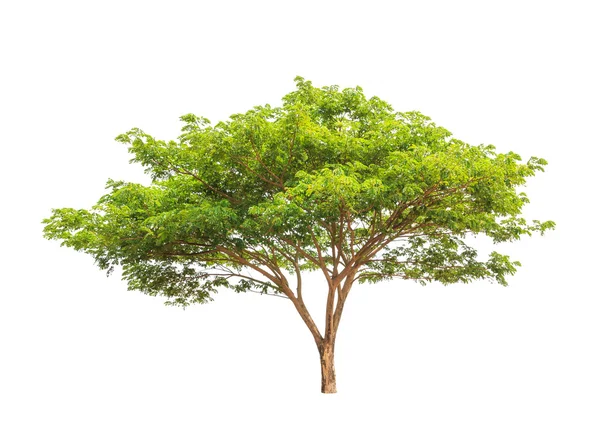 Rain tree (Albizia saman), tropical tree in the northeast of Tha