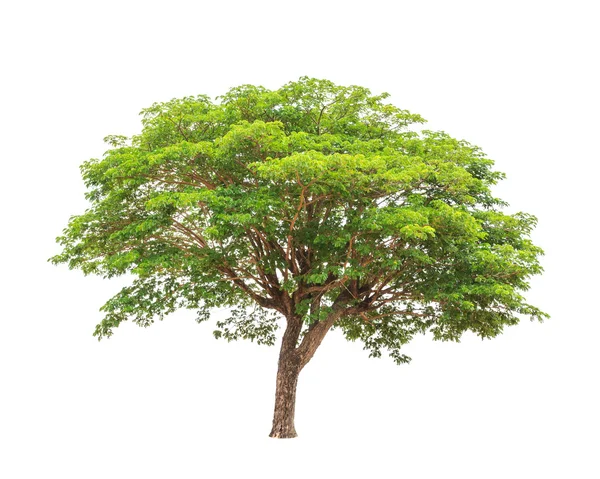 Rain tree (Albizia saman), tropical tree in the northeast of Tha — Stock fotografie