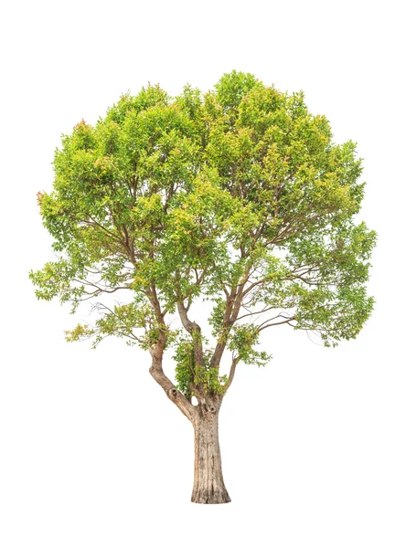 Irvingia malayana também conhecido como amêndoa selvagem, árvore tropical em th — Fotografia de Stock
