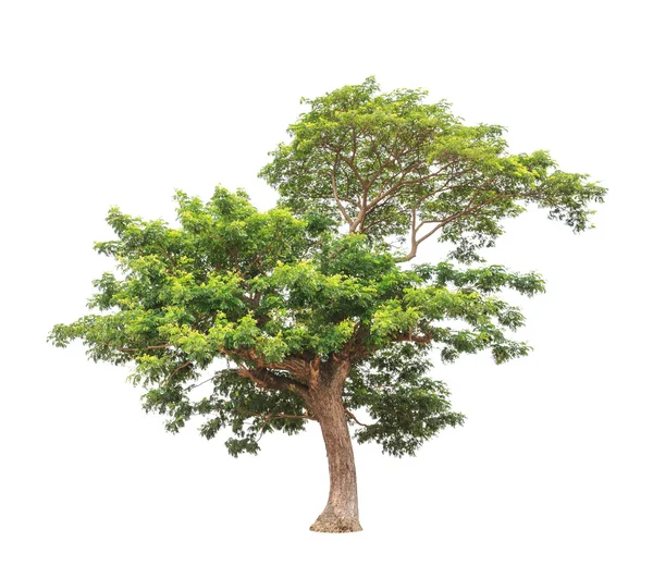 Albero pluviale (Albizia saman), albero tropicale nel nord-est di Tha — Foto Stock