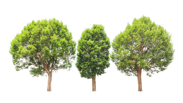 Ирвингия Малаяна, также известная как Дикий миндаль, три тропических дерева
