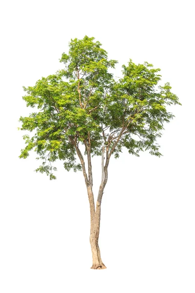 Pterocarpus indicus known by several common names, including Amb — Stockfoto