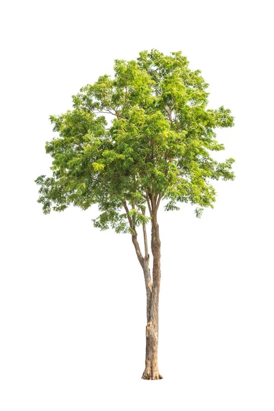 Pterocarpus indicus, bekannt unter mehreren gebräuchlichen Namen, darunter amb — Stockfoto