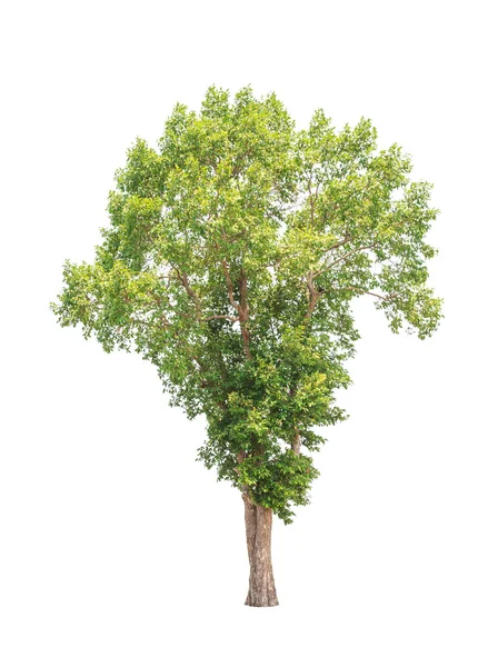 Irvingia malayana also known as Wild Almond, tropical tree in th — Stok fotoğraf