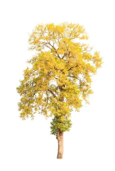 Shorea roxburghii, blossoming tropical tree in the northeast of — Stok fotoğraf