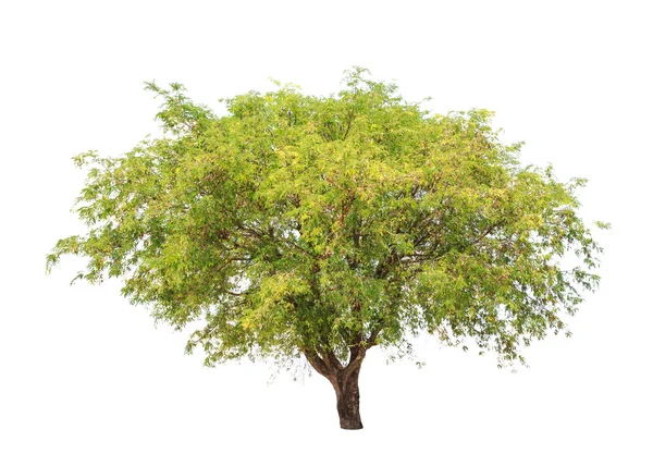 Тропическое дерево Тамаринда (Tamarindus indica) на северо-востоке — стоковое фото