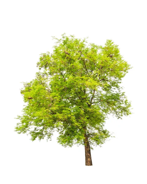 Tamarindo (Tamarindus indica) árbol tropical en el noreste — Foto de Stock