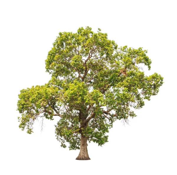 Parinari anamensis, древесное дерево на северо-востоке Таиланда — стоковое фото