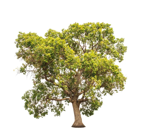 Parinari anamensis, tropischer Baum im Nordosten Thailands — Stockfoto
