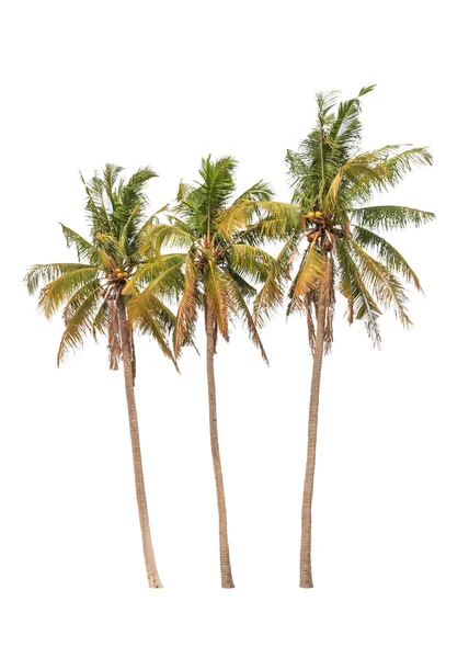 Beyaz arkaplanda üç hindistan cevizi palmiyesi var. — Stok fotoğraf