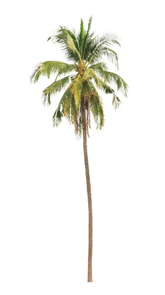 Coconut palm tree isolated on white background — Stock Photo, Image