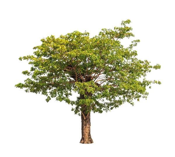 Sindora siamských, je tropický strom v severovýchodní Thajsko — Stock fotografie
