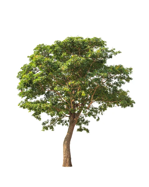 Sindora siamensis, tropischer Baum im Nordosten Thailands — Stockfoto
