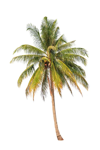 하얀 배경에 고립된 코코넛 야자수 — 스톡 사진