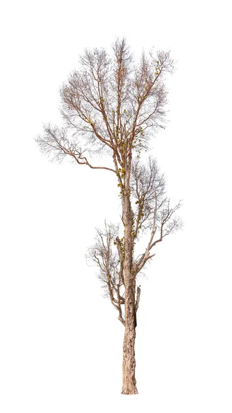 Старое и мертвое дерево на белом фоне — стоковое фото