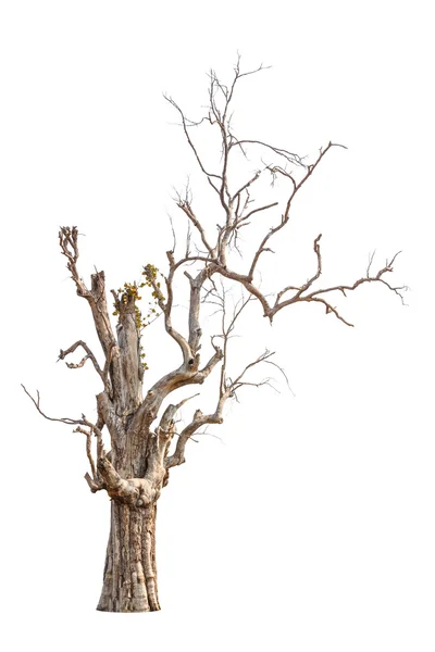 Old and dead tree isolated on white background — Stock Photo, Image