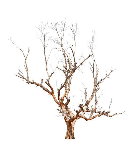 eski ve ölü ağaç beyaz zemin üzerine izole