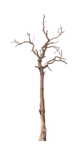 eski ve ölü ağaç beyaz zemin üzerine izole