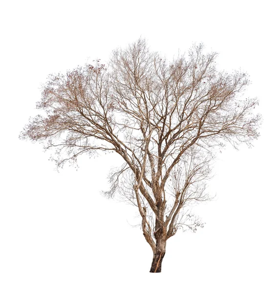 Παλιά και νεκρό δέντρο που απομονώνονται σε λευκό φόντο — Φωτογραφία Αρχείου