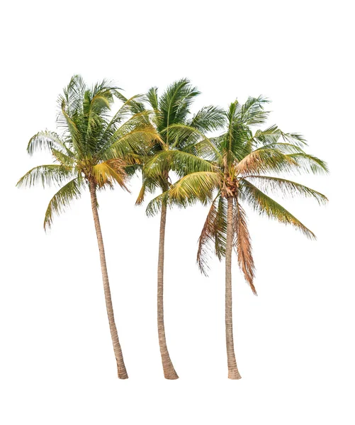 Three coconut palm trees isolated on white background — Stock Photo, Image