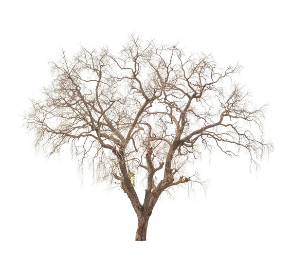 Παλιά και νεκρό δέντρο που απομονώνονται σε λευκό φόντο — Φωτογραφία Αρχείου
