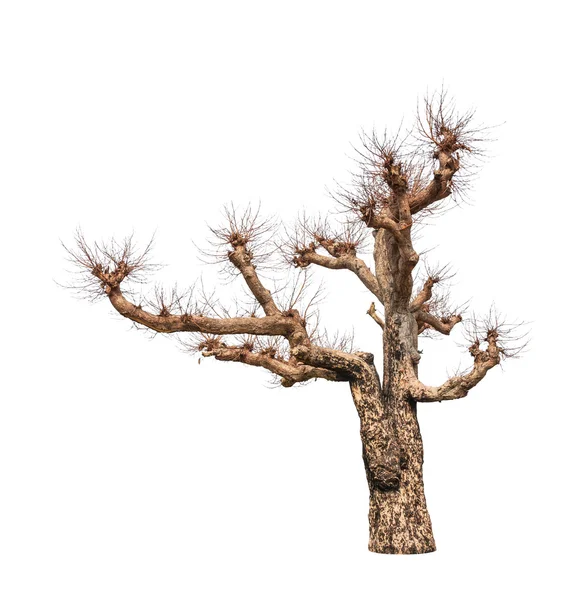 Old and dead tree isolated on white background — Stock Photo, Image