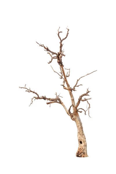 Vecchio e morto albero isolato su sfondo bianco — Foto Stock