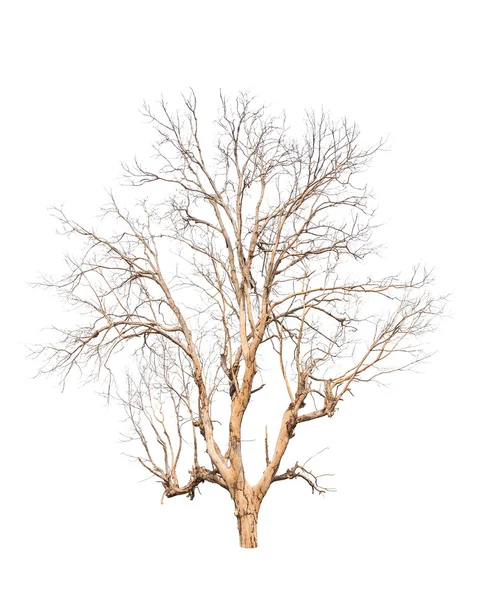 古い、死んだ木の白い背景で隔離 — ストック写真