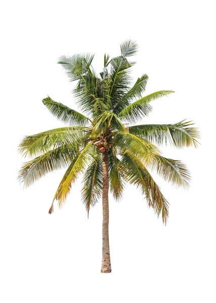 Coconut palm tree isolated on white background — Stock Photo, Image