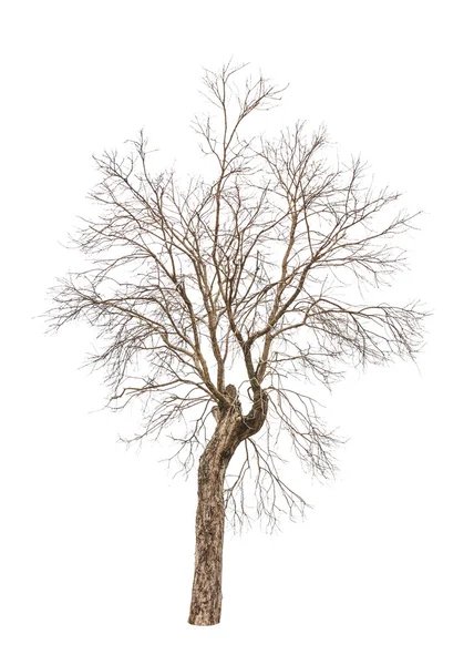 Gamla och döda träd isolerad på vit bakgrund — Stockfoto