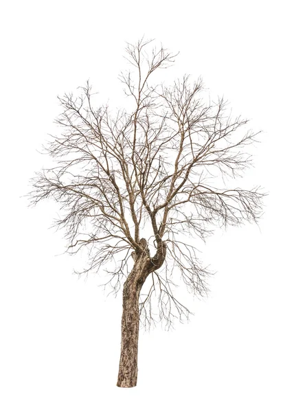 Old and dead tree isolated on white background — Stock Photo, Image