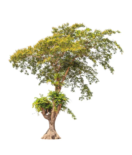 Sindora siamensis, tropiska träd i nordost av Thailand är — Stockfoto