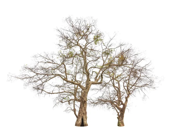Beyaz arka plan üzerinde izole eski ve ölü ağaçlar — Stok fotoğraf