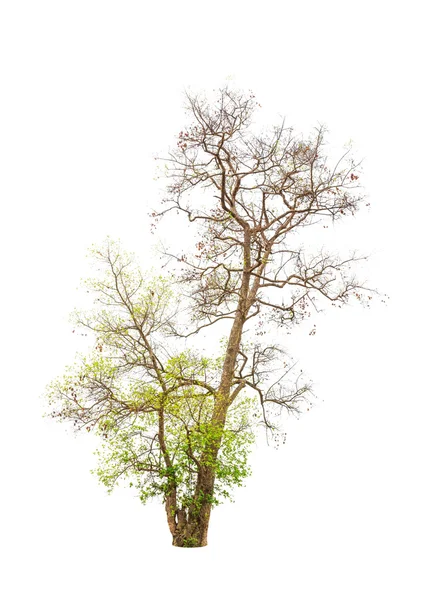 Gammal och döende träd isolerad på vit bakgrund — Stockfoto